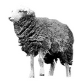 Cruelty Free